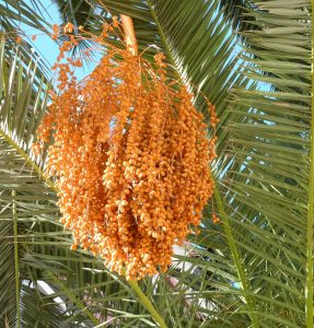 fruits, dates, orange